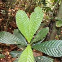 Agrostistachys borneensis Becc.